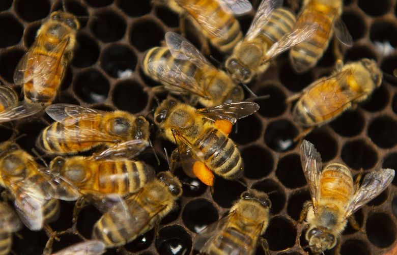 A bee roams for a place to place its pollen Wednesday, Aug. 4, 2021 at one of the hives in Allentown, Pa. Pollinator populations in Pennsylvania are experiencing several challenges, with beekeepers reporting upwards of 40-50% losses of their colonies. (Rick Kintzel /The Morning Call via AP) PAALL103