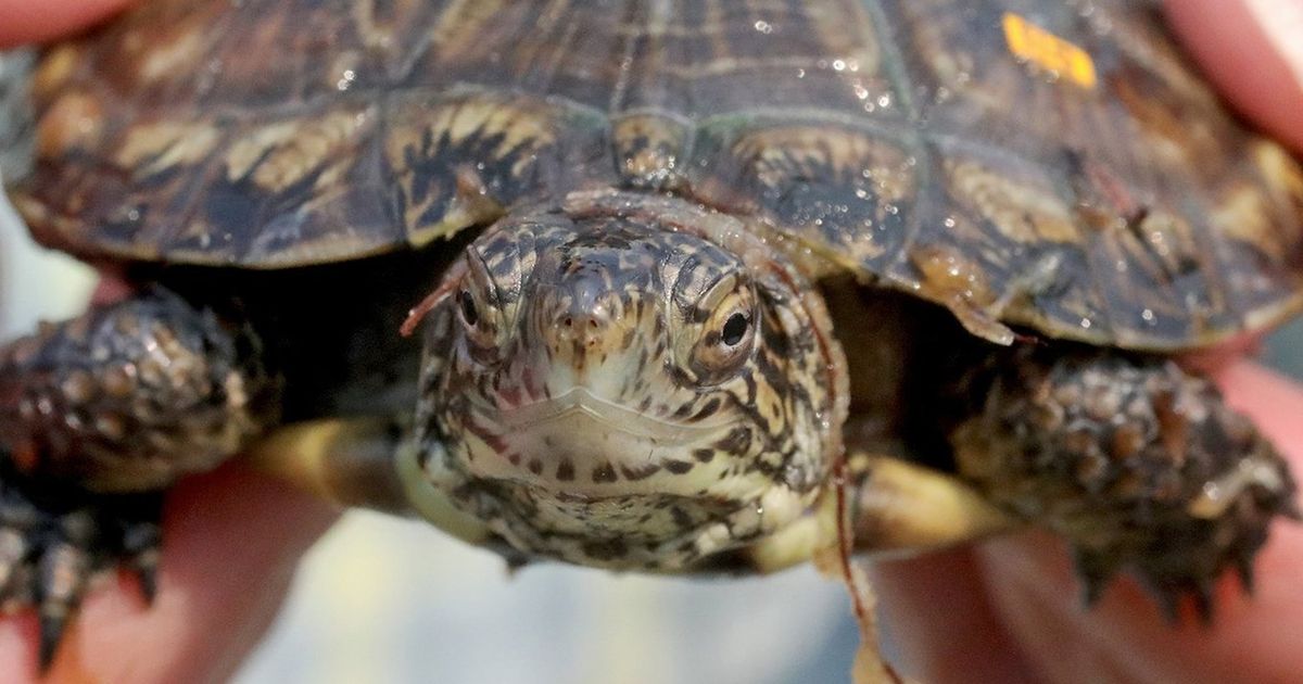 35 western pond turtles are released in Lakewood pond, bolstering ...