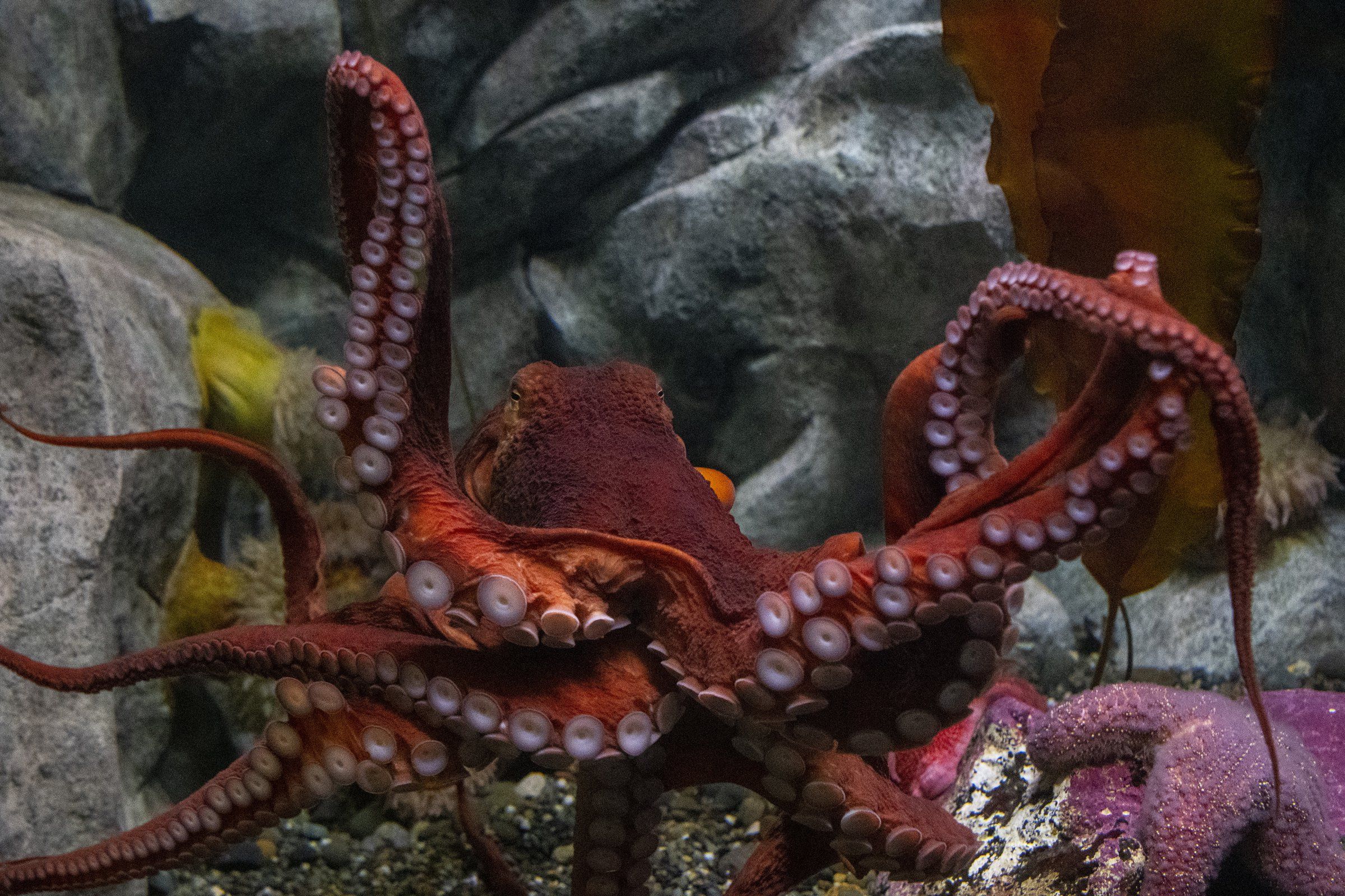 Meet Tacoma's curious new giant Pacific octopus — and help