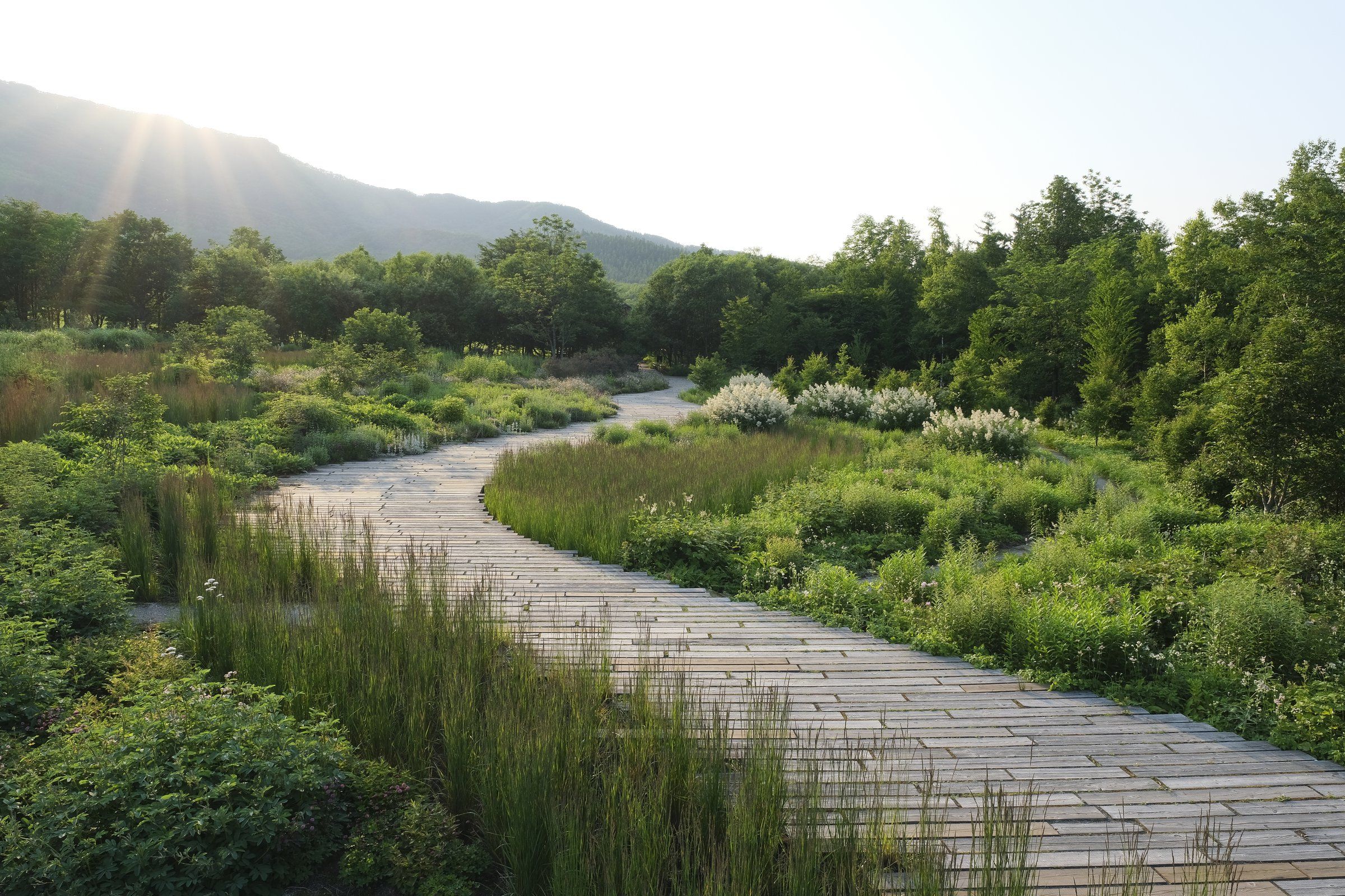 Tokachi Millennium Forest' captures a vast and visionary landscape