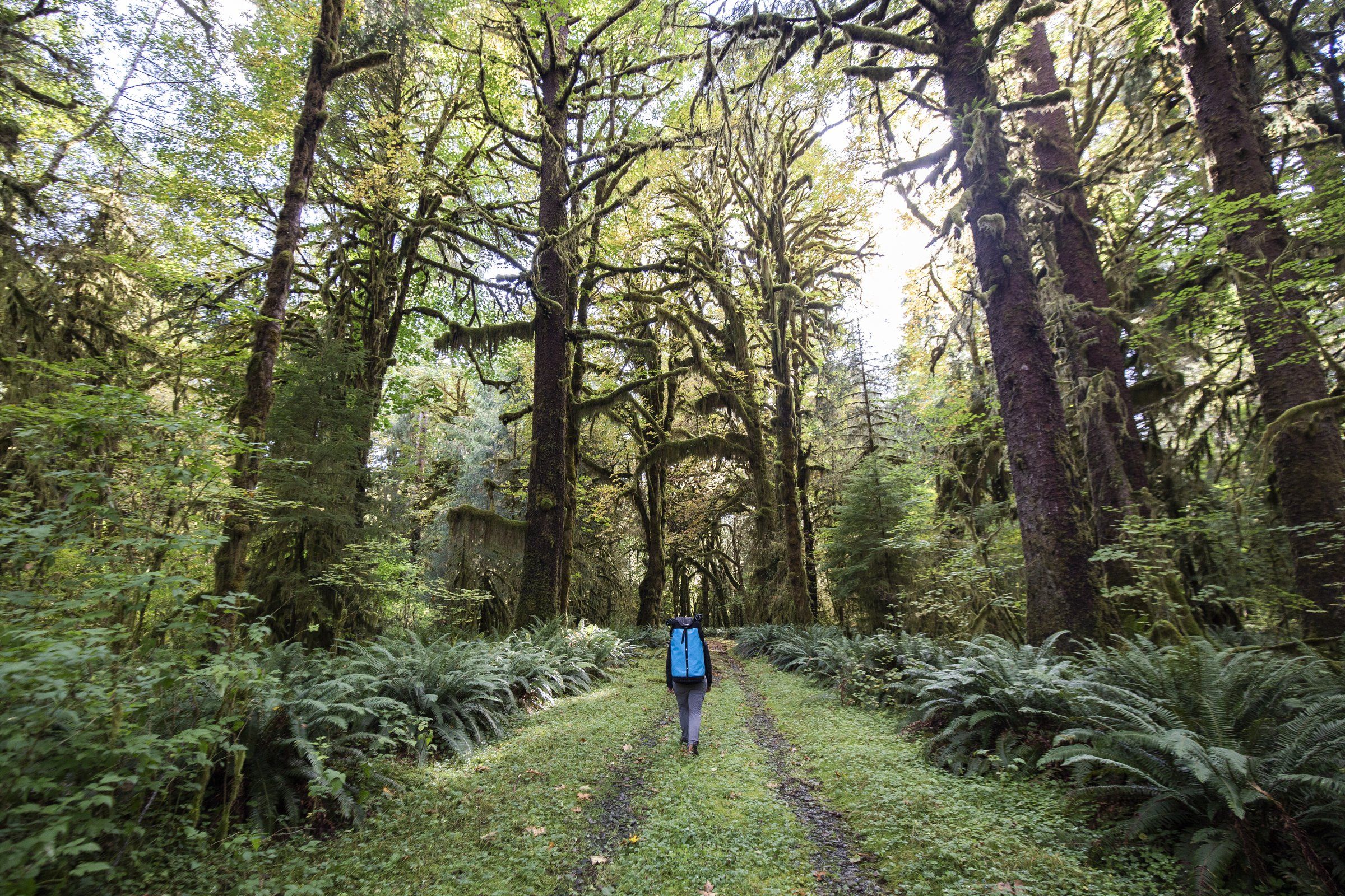 Hikes in hoh rainforest sale