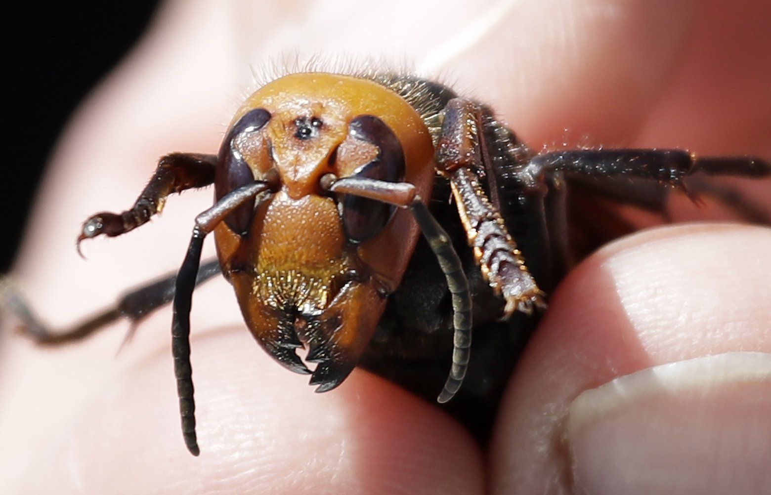 First ‘murder Hornet’ Nest Of 2021 Found In Washington | The Seattle Times