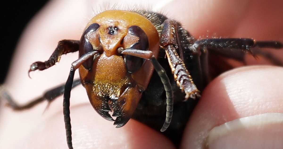 First ‘murder Hornet Nest Of 2021 Found In Washington The Seattle Times 3582