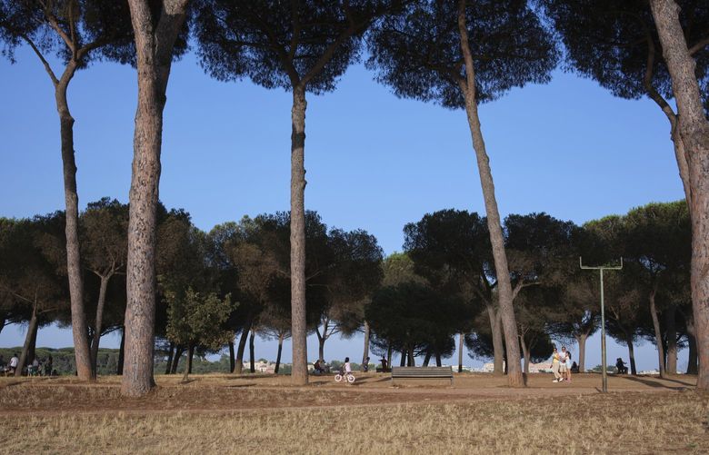 In the Roman park of Villa Pamphili, pine trees have been severely affected by the encroachment of the North American pine tortoise scale. MUST CREDIT: photo for The Washington Post by Federica Valabrega.