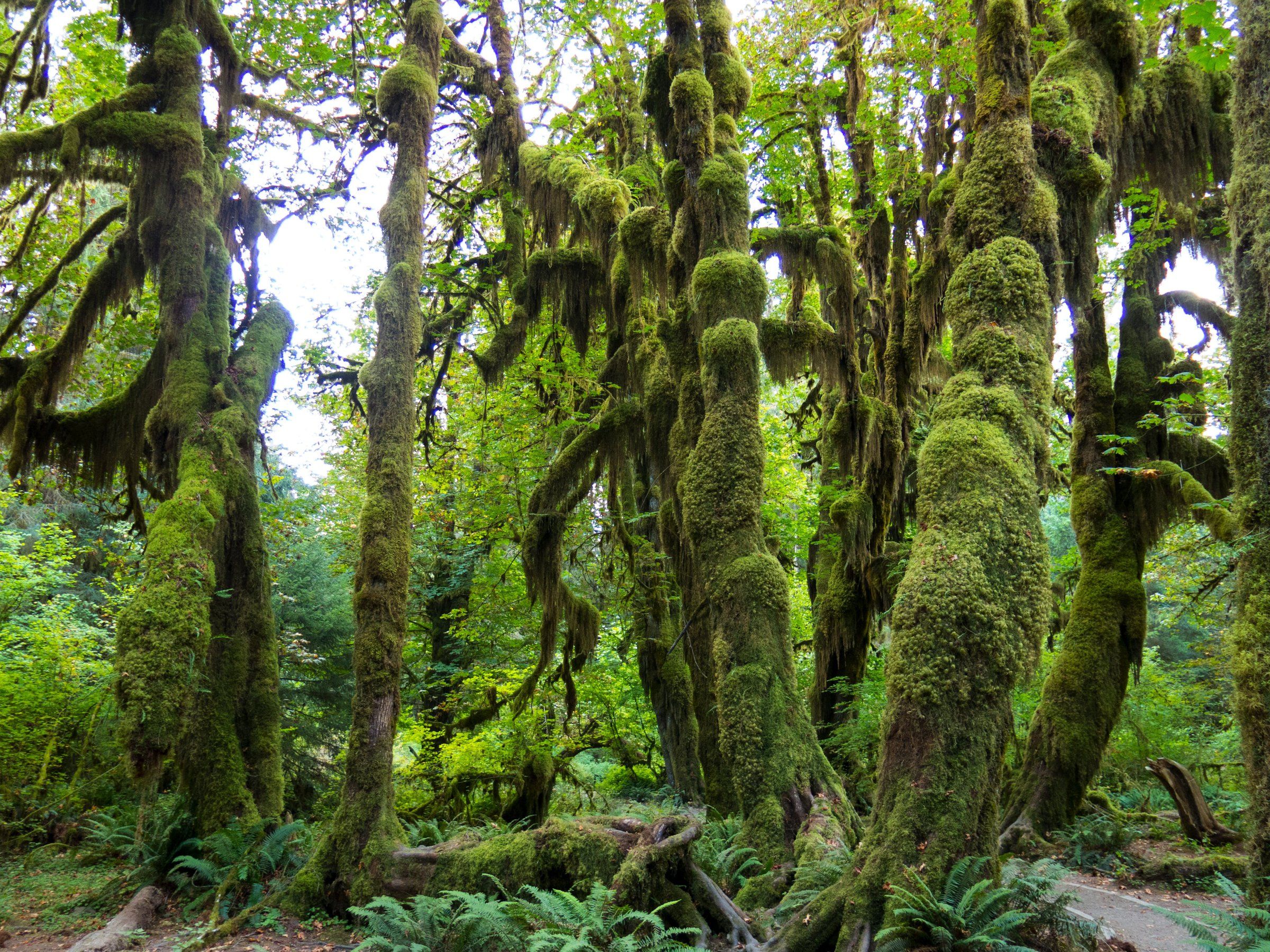 Olympic rainforest cheap hikes