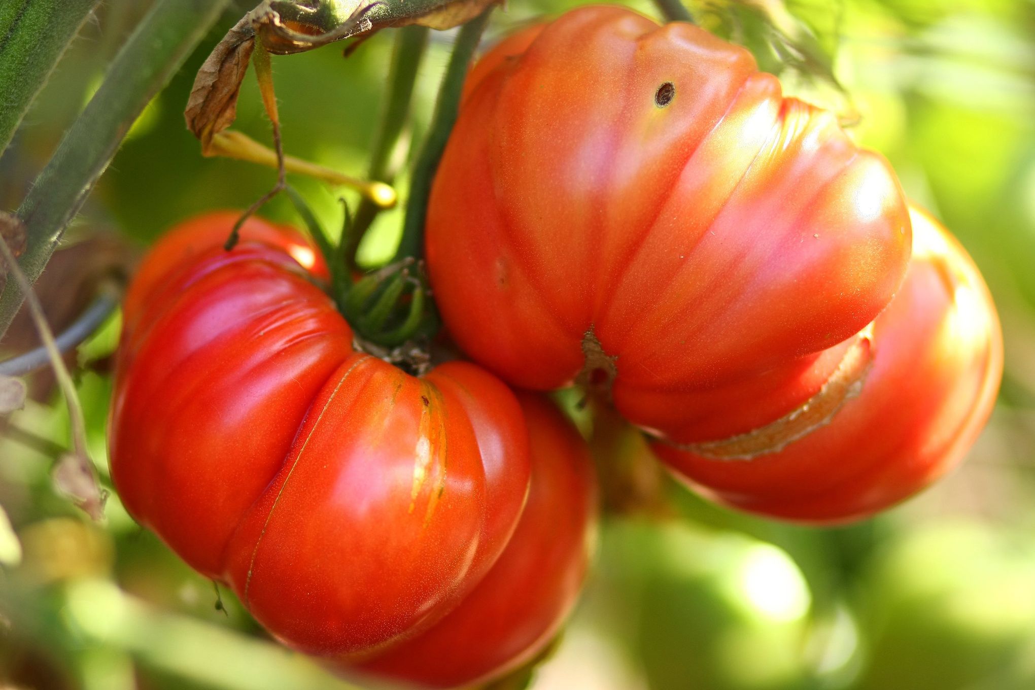 Late-season garden hacks for pulling every last tomato from the