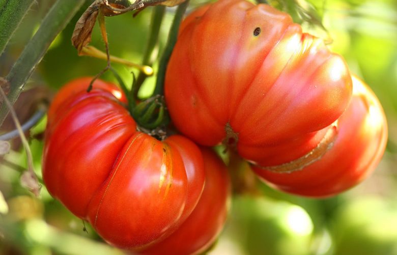 In recent years, Northwest gardens have been producing tomatoes as late as November. Gardeners can take some simple steps to increase their late-season harvest.
Credit: The Seattle Times Files, 2008