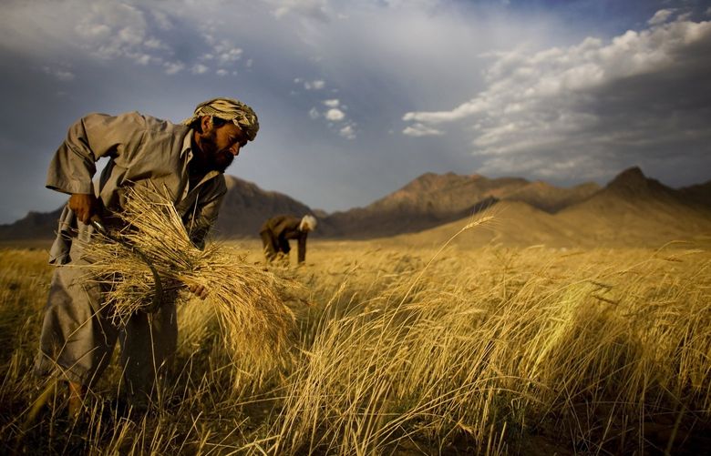 ADVANCE FOR PUBLICATION ON FRIDAY, SEPT. 3, AND THEREAFTER – FILE – In this June 24, 2010 file photo, farmers harvest wheat outside Kabul, Afghanistan. (AP Photo/Dusan Vranic, File) DV543 DV543