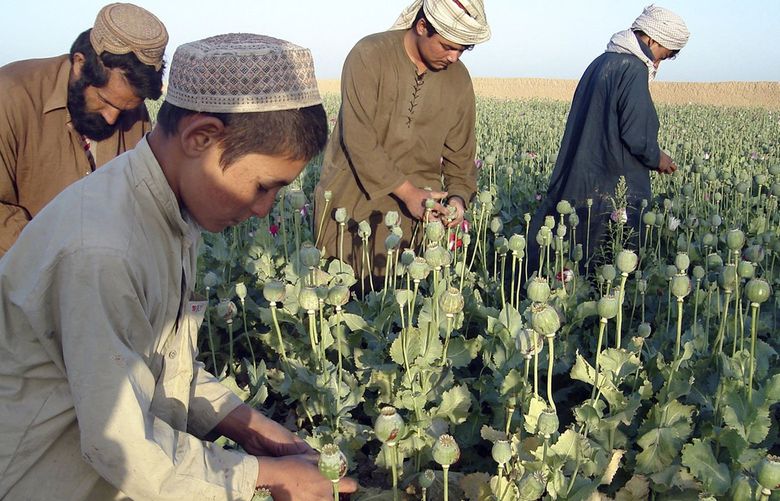 **ADVANCE FOR MONDAY, JUNE 22** FILE- In this April 25, 2009 file photo, Afghan farmers work in opium poppy fields in Nawa district of  Helmand province, south of Kabul, Afghanistan. the Taliban’s money is coming mostly from extortion, crime and drugs, an AP investigation into financial networks has found. (AP Photo/Abdul Khaleq,FILE)  NY336
