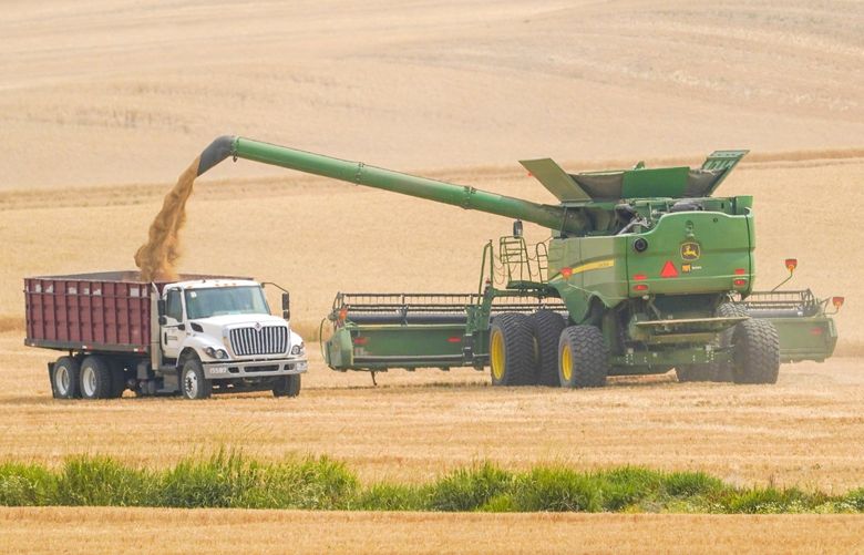 A combine transfers wheat into a grain truck, Thursday, Aug. 5, 2021, near Pullman, Wash. Across eastern Washington, a drought the National Weather Service classified as “exceptional” has devastated what is normally the fourth largest wheat crop in the nation. WATW201