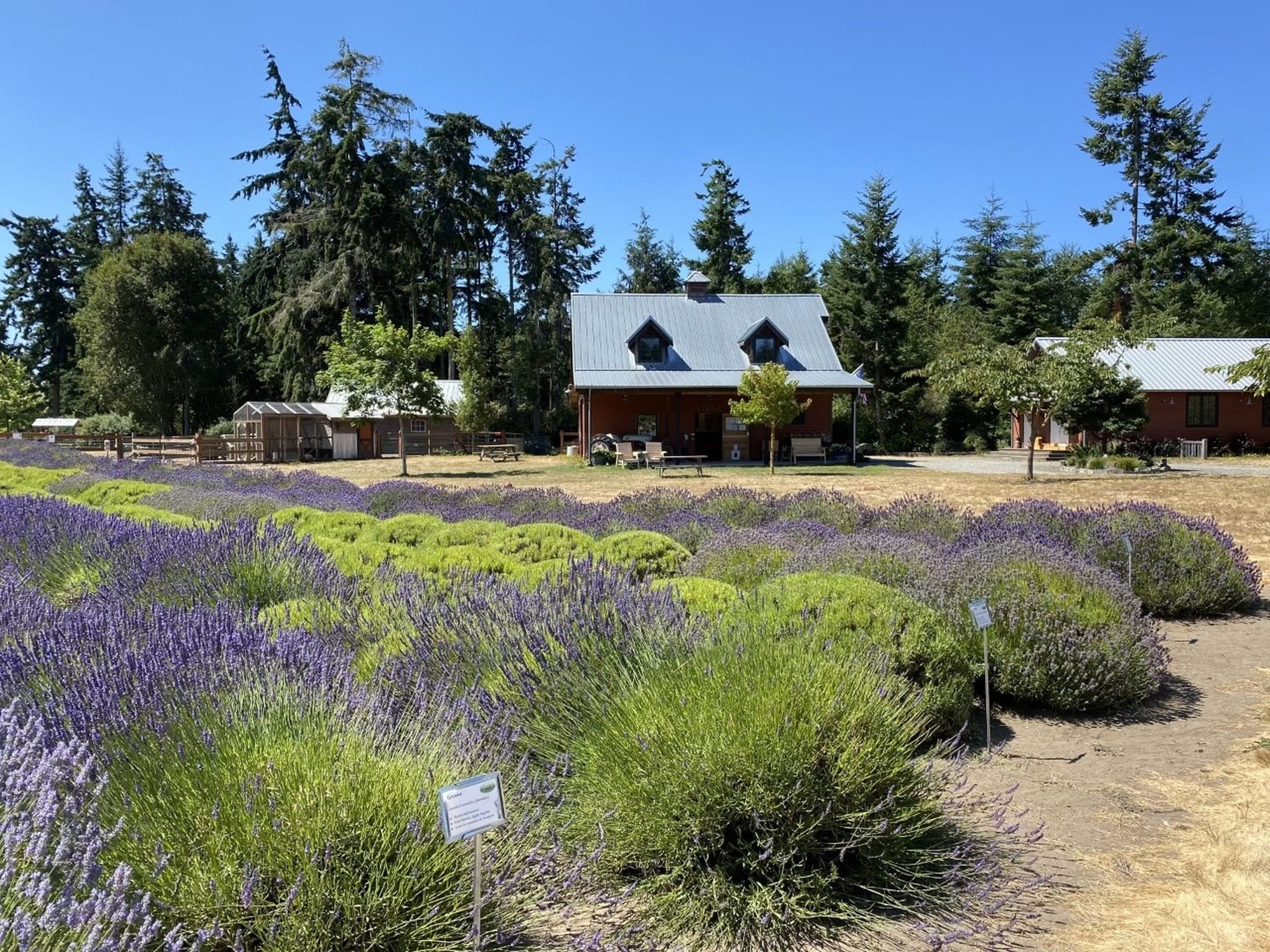 Live music, food, drinks and flowers: These 3 Puget Sound farms