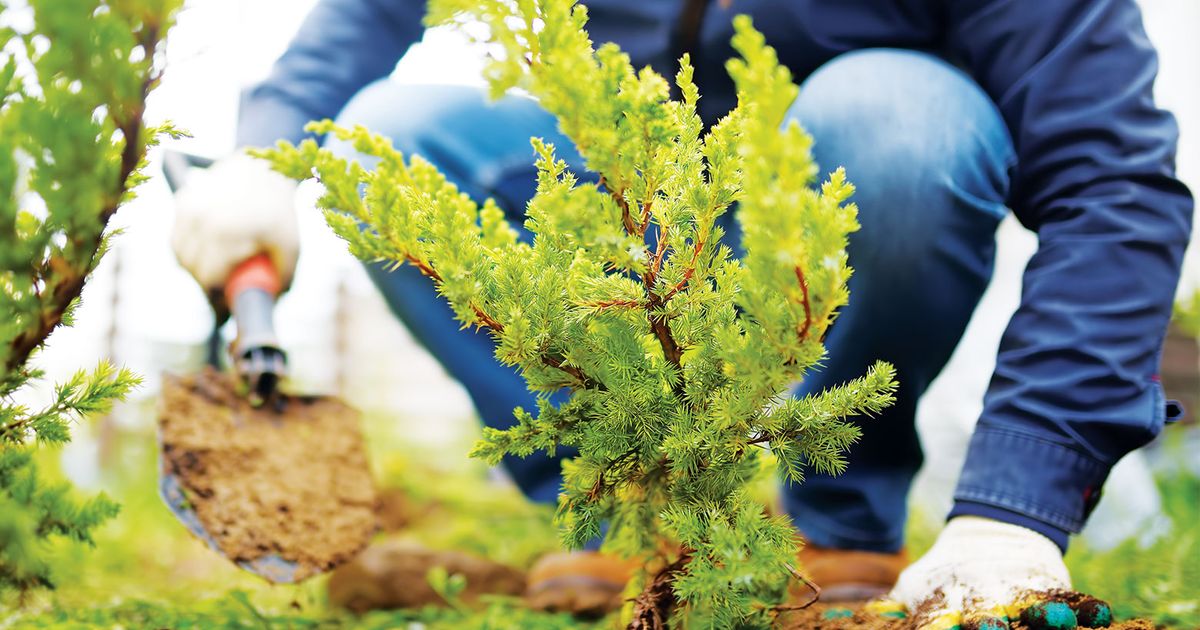 Seattle’s hotter summers call for landscaping that’s drought-tolerant ...