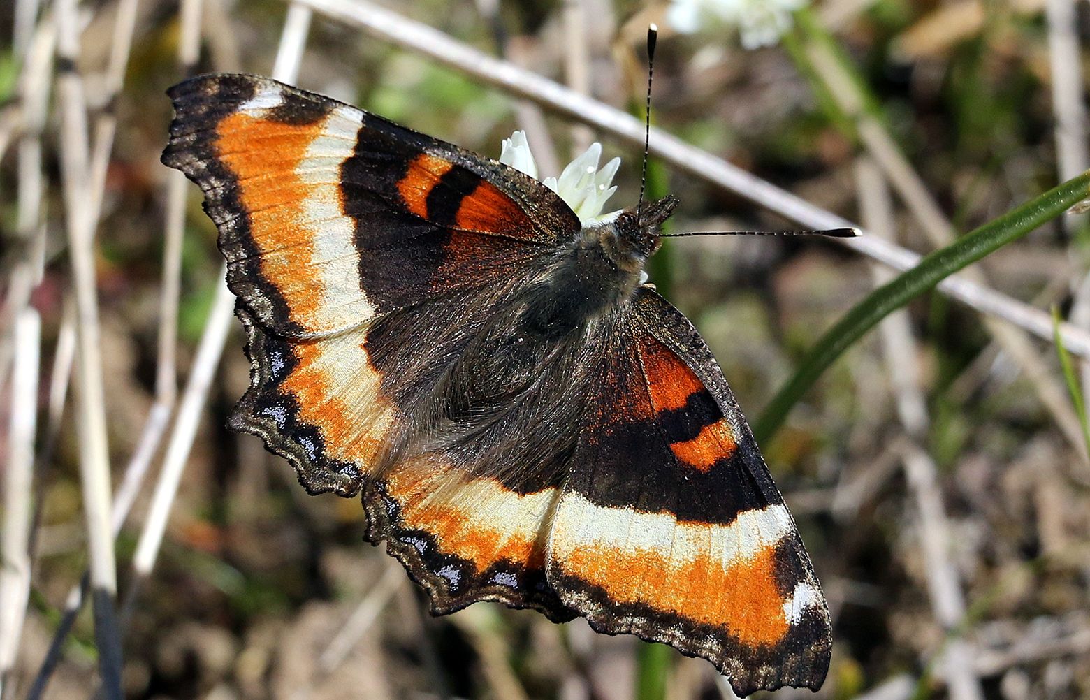 TZR-Milberts-Tortoiseshell-