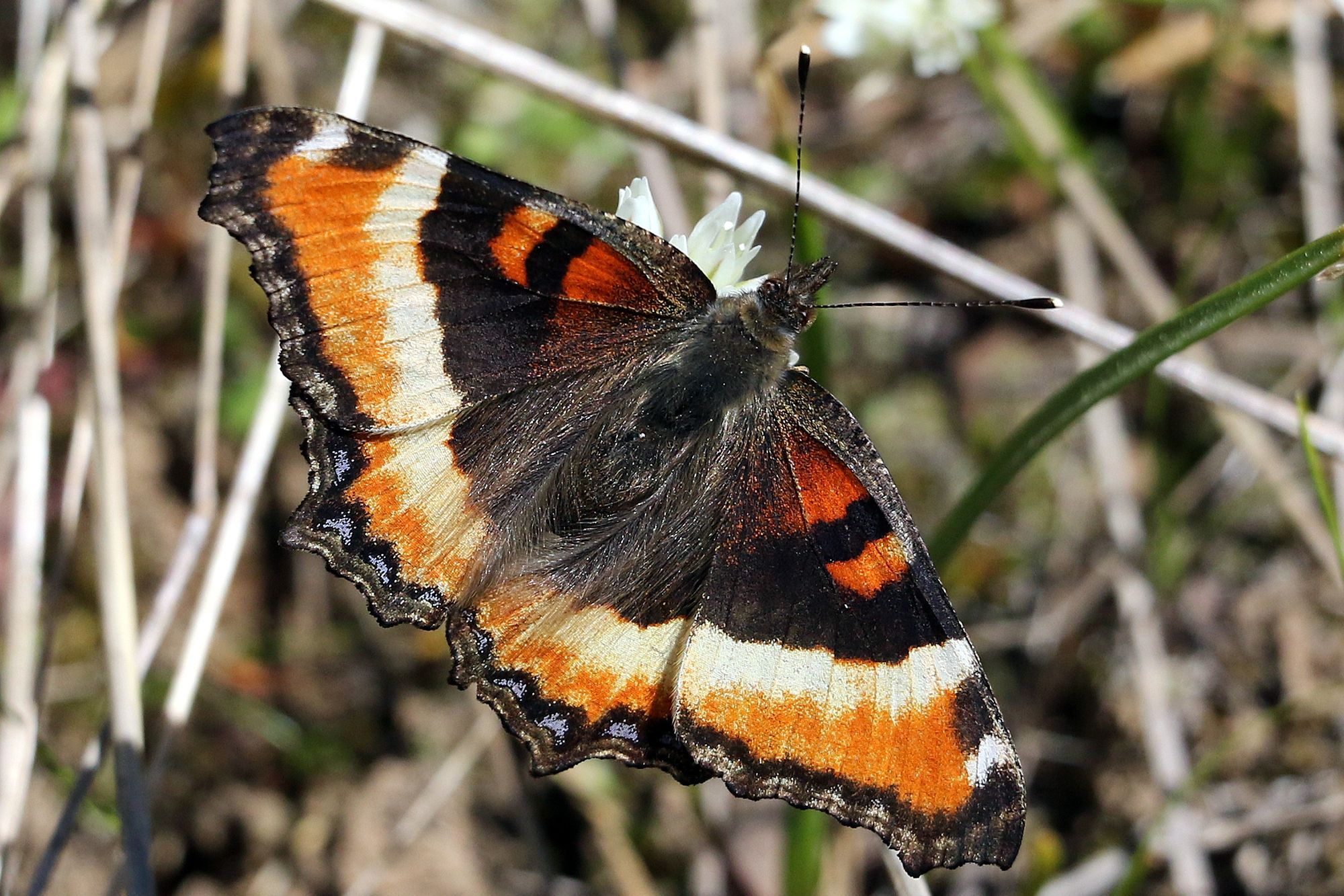 Try a little butterfly viewing in Okanogan County | The Seattle Times