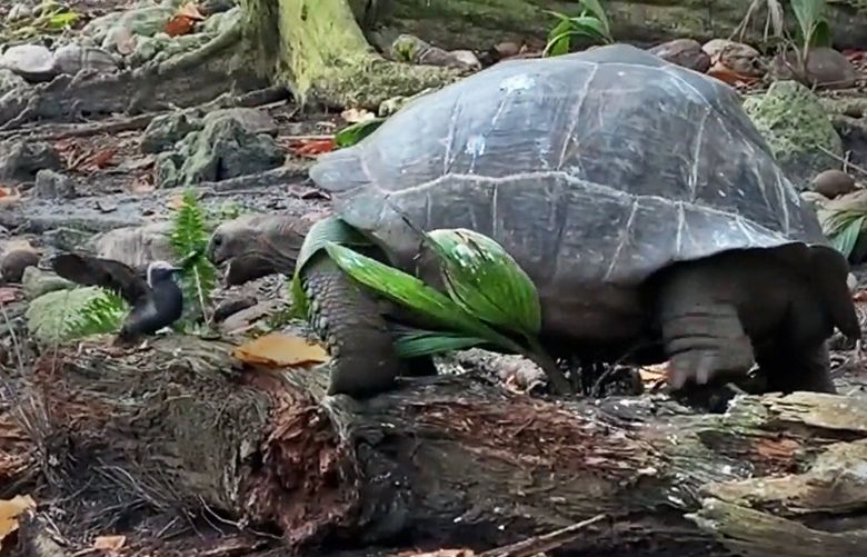 A screen capture from Fregate Island Foundation’s video were for the first time, scientists in the Seychelles captured footage of one of the giant tortoises stalking and eventually killing a chick. (Anna Zora, Fregate Island Foundation via The New York Times) — NO SALES; FOR EDITORIAL USE ONLY WITH NYT STORY TORTOISE BIRDHUNTERS BY JASON BITTEL FOR AUG. 23, 2021. ALL OTHER USE PROHIBITED. —