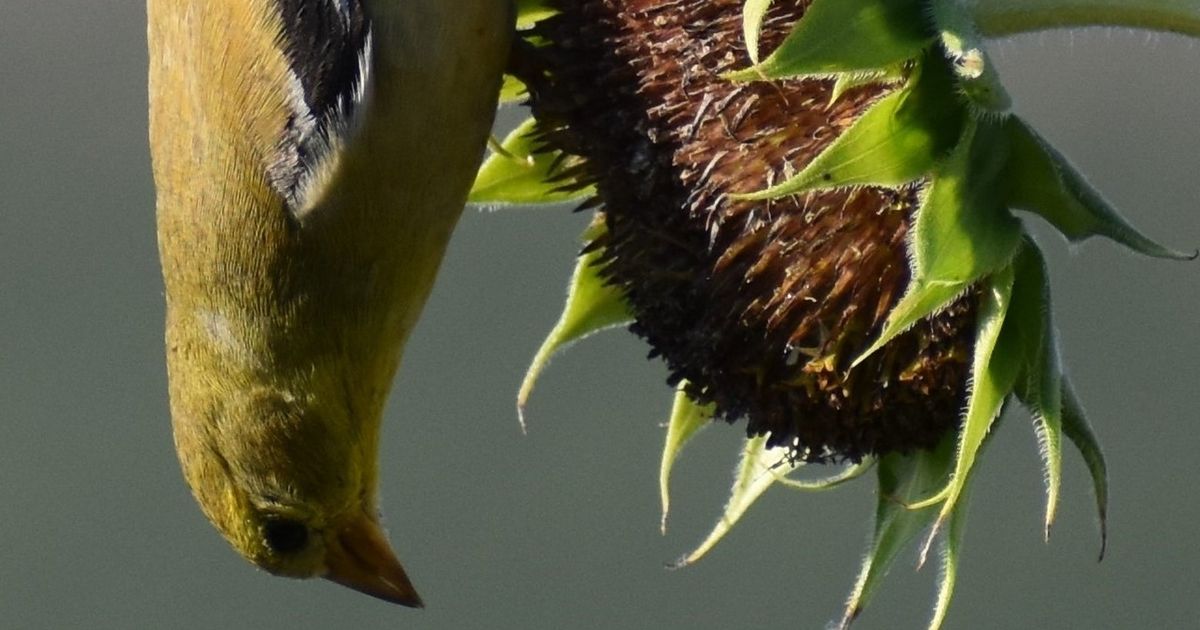 An upside-down goldfinch reverses its perch in a search for sunflower