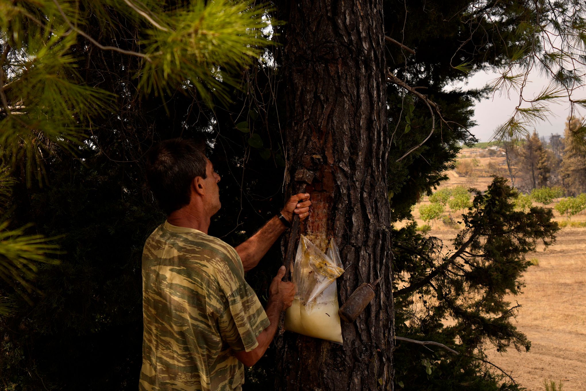 Pine Resin: The new 'Green Gold' in Brazil's Planted Forests