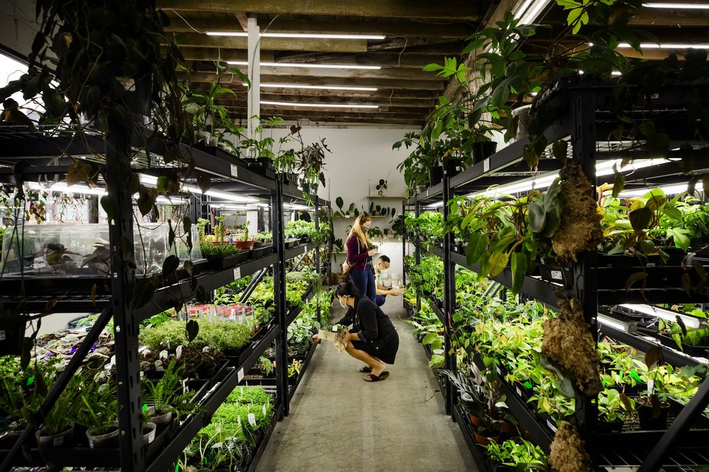 Would You Pay 18888 For A Plant Some People Would Tour The Secret World Of Seattles Plant Hunters The Seattle Times