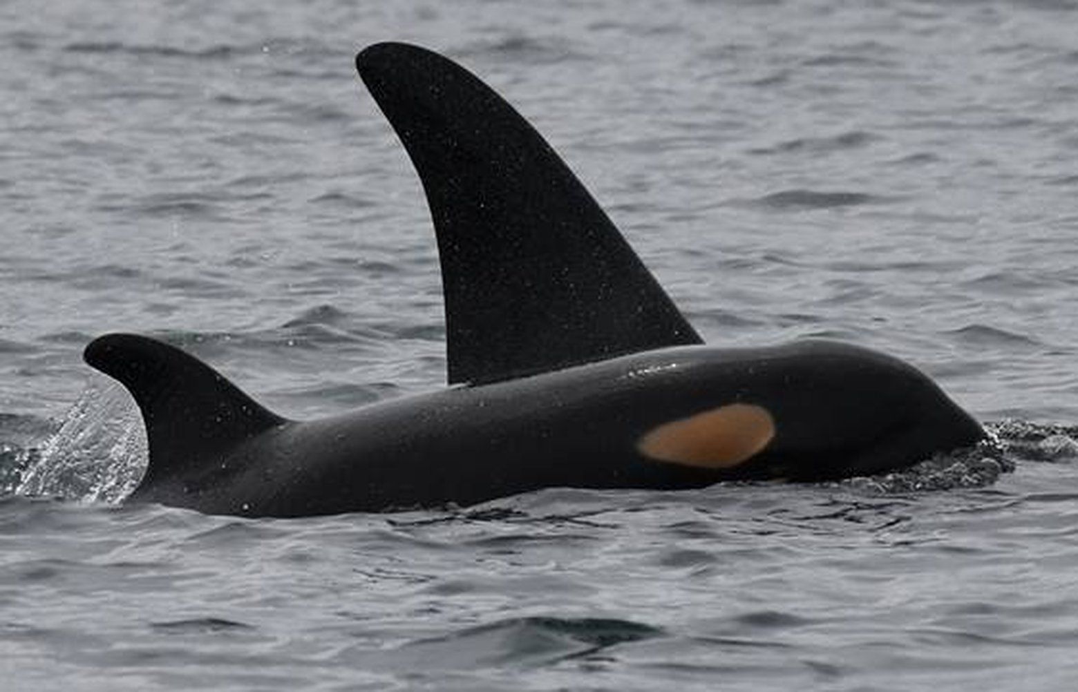 激安単価で pod J Baby orca keep to ordered tours whale-watch ailing; ジャケット・アウター