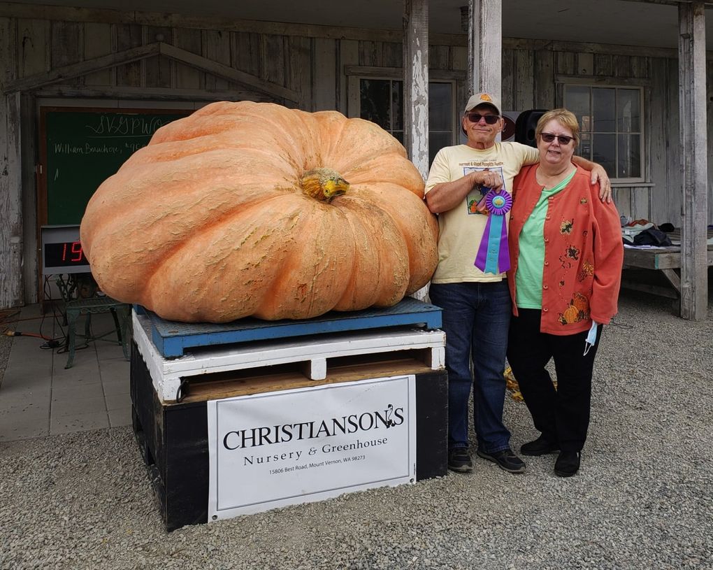 At the 2020 Skagit Valley Giant Pumpkin Festival, Joel and Mari Lour Holland grew the biggest pumpkin weighing in at 1,924 pounds. (Stephanie Banaszak)