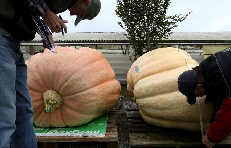 As Lee Roof CQ records the measurements, Kelly Hulsey stretches the tape around another entry in the giant pumpkin weigh-off by the Puget Sound Giant Pumpkin Growers at Christianson’s Nursery in Mount Vernon on Saturday September 26, 2015. The winner, left, by Scott Carley weighs 1,427 1/2 pounds and Joel Holland’s 3rd place pumpkin, right, weighs 1,254 1/2 pounds.