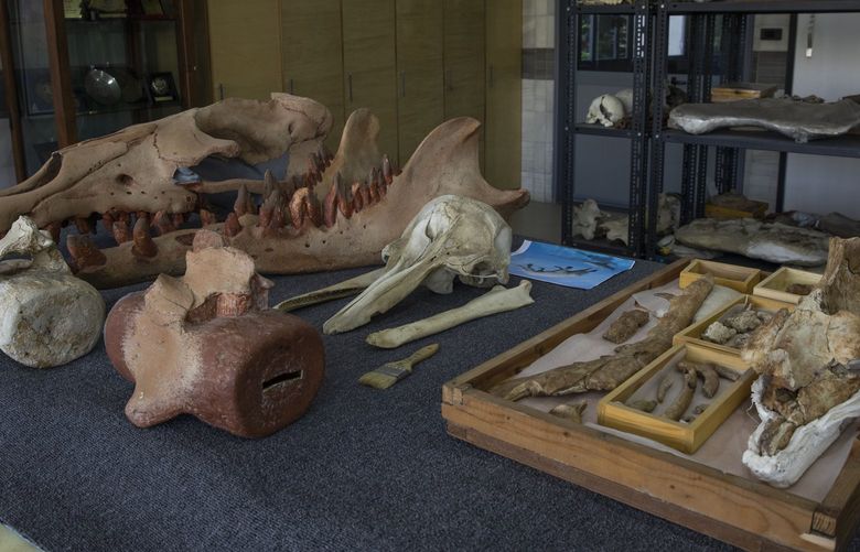 The fossils of a 43 million-year-old four-legged prehistoric whale known as the “Phiomicetus Anubis,” right, in an evolution of whales from land to sea, which was unearthed over a decade ago in Fayoum in the Western Desert of Egypt, at the university’s paleontology department lab, in the Nile Delta city of Mansoura, 110 kilometers (70 miles) north of Cairo, Egypt, Sunday, Sept. 12, 2021. (AP Photo/Nariman El-Mofty) NM504 NM504