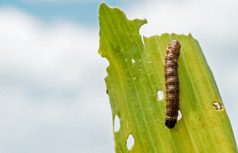The caterpillar larva of a fall armyworm, also known as Spodoptera frugiperda, sits on the damaged leaf of a corn plant on a farm north of Pretoria, South Africa, on Friday, Feb. 10, 2017. The fall armyworms that have ravaged corn fields from Ghana to South Africa since arriving on the continent last year could spread to Asia and the Mediterranean, a research body said. Photographer: Waldo Swiegers/Bloomberg 1000004593