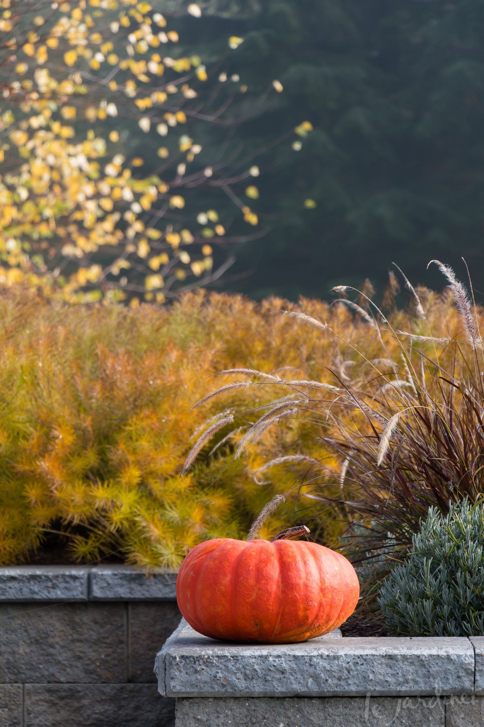 A fall garden built around colorful evergreen and deciduous