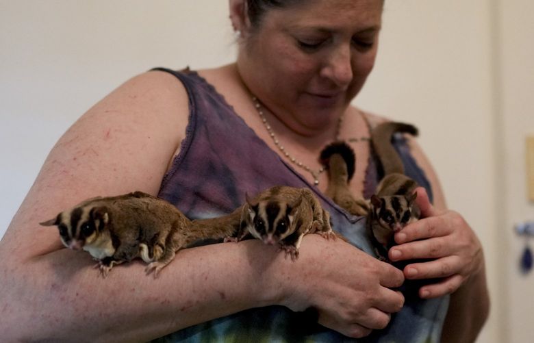 Lorena Alvarez holds some of her 28 pet “petauros,” or sugar gliders, for which she has a permit, at her home in Buenos Aires, Argentina, Wednesday, Sept. 1, 2021. â€œI get up and I live for them. They are my engine of struggle and of life,” she said of the animals that scamper over her looking to be petted, or leap and glide down to the floor. (AP Photo/Natacha Pisarenko) NAT308 NAT308