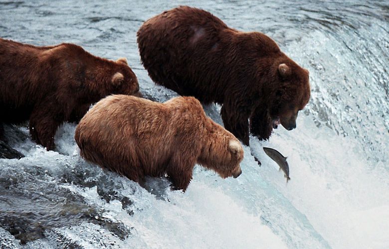 Brown bears try to grab red salmon as they jump up the falls on the Brooks River in Katmai National Park., Alaska Saturday July 17, 1999.  The bears congregate at the falls and river to feast on the salmon, as they swim upstream to spawn, in order to build up the fat needed for the long winter hibernation. The annual convention of the large bruins draws spectators from around the world to witness the  bear feast. (AP Photo/Al Grillo)