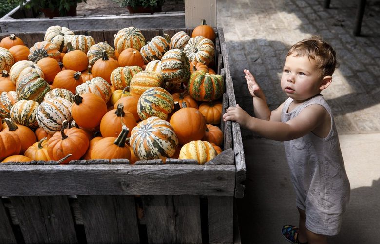 Wells Rome, 1, of Cheshire, finds a crate of pumpkins just his size while visiting with his mother, Carly Rome, and grandmother, Fran Leventhal, at Old Bishop Farms on Meriden Road in Cheshire, Conn., on Wednesday, Sept. 15, 2021. (Dave Zajac/Record-Journal via AP) CTMER101 CTMER101