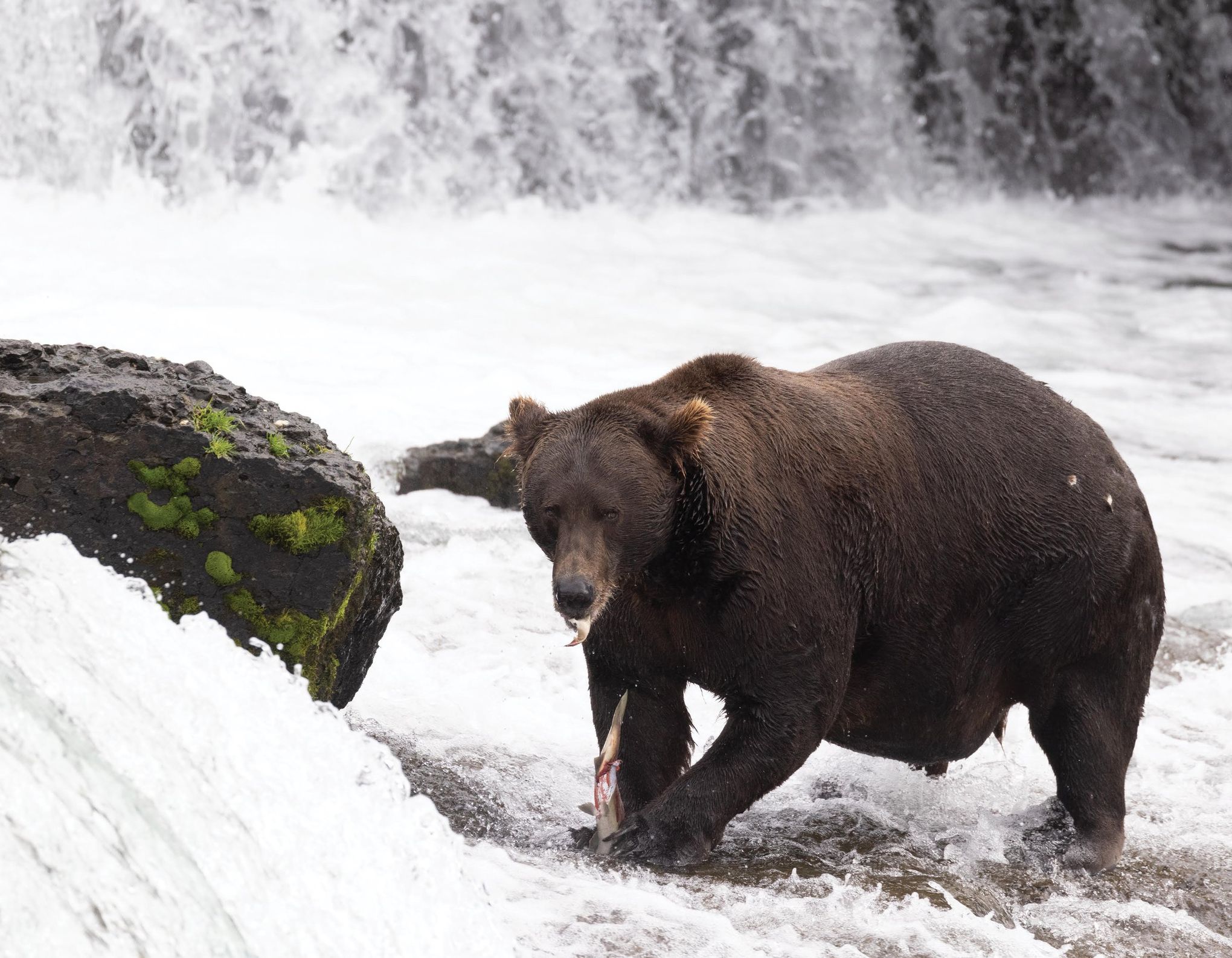 Watch a bear play in an Alaskan waterfall right from Google Earth