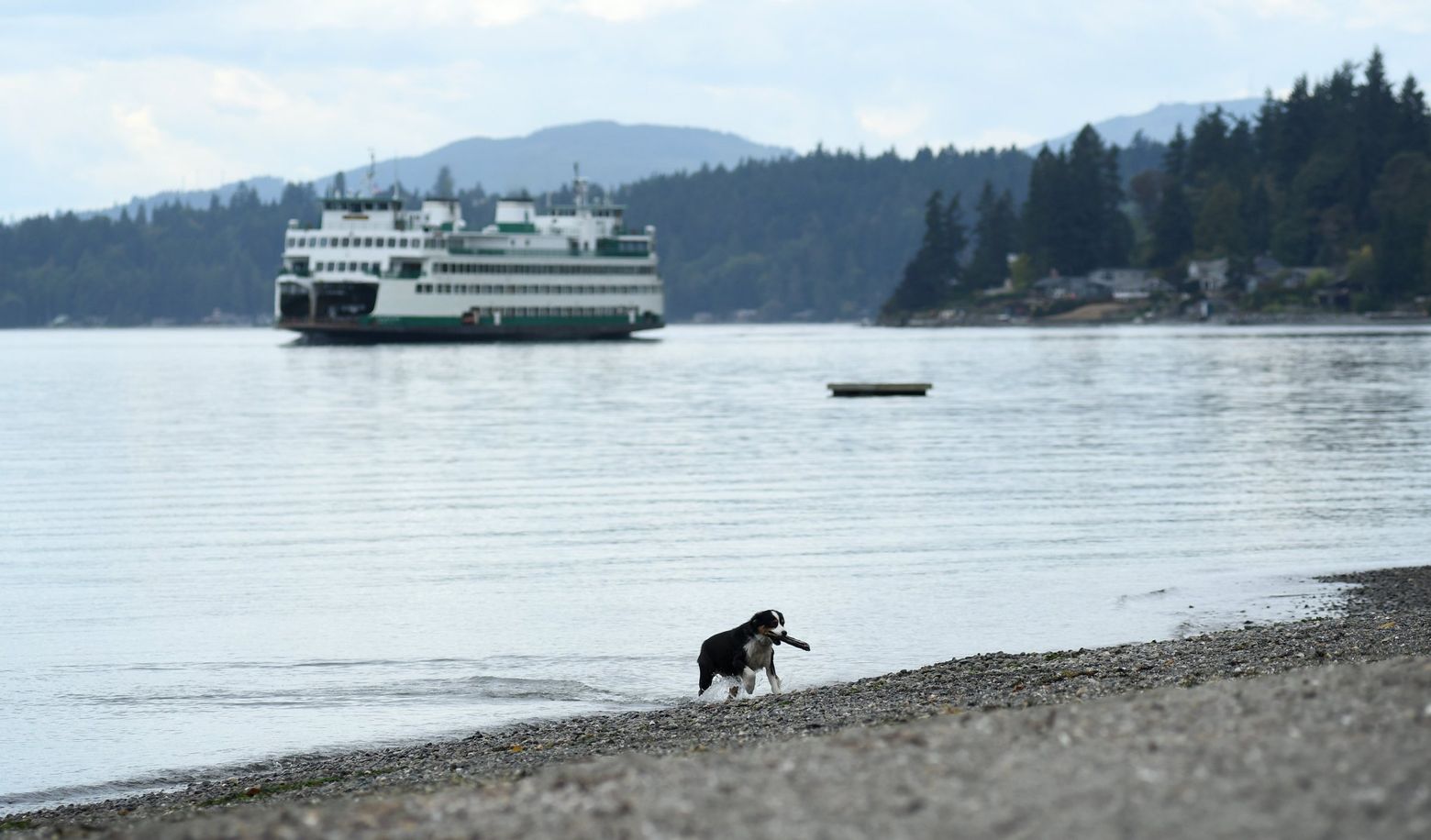 can i take a dogs on a ferries washington