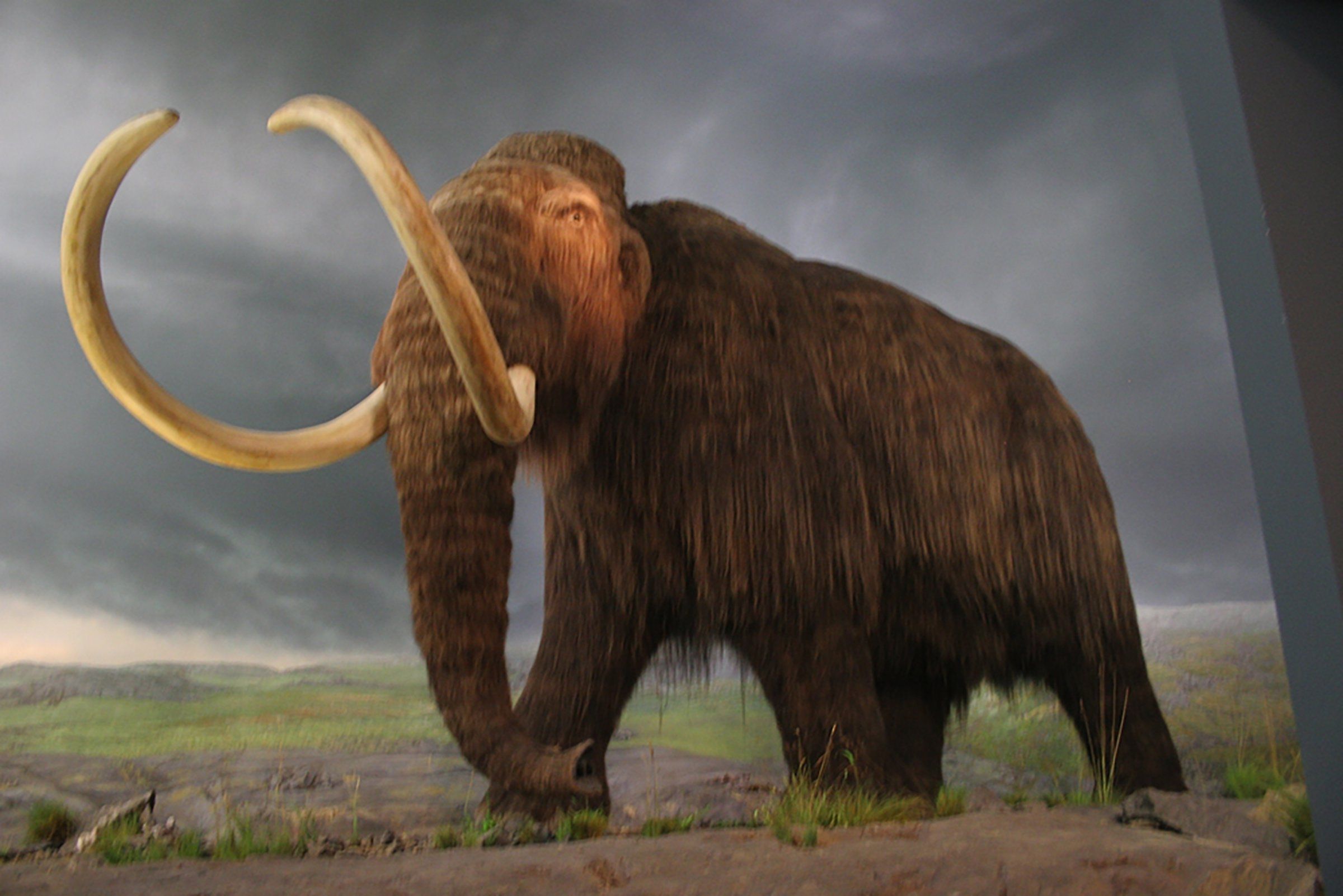 廃盤　新品　 マンモス Viggo Mammoth レア MARMOT CAPITAL / WINDSTOPPER LIGHT MAMMOTH JACKET – Bronze Brown