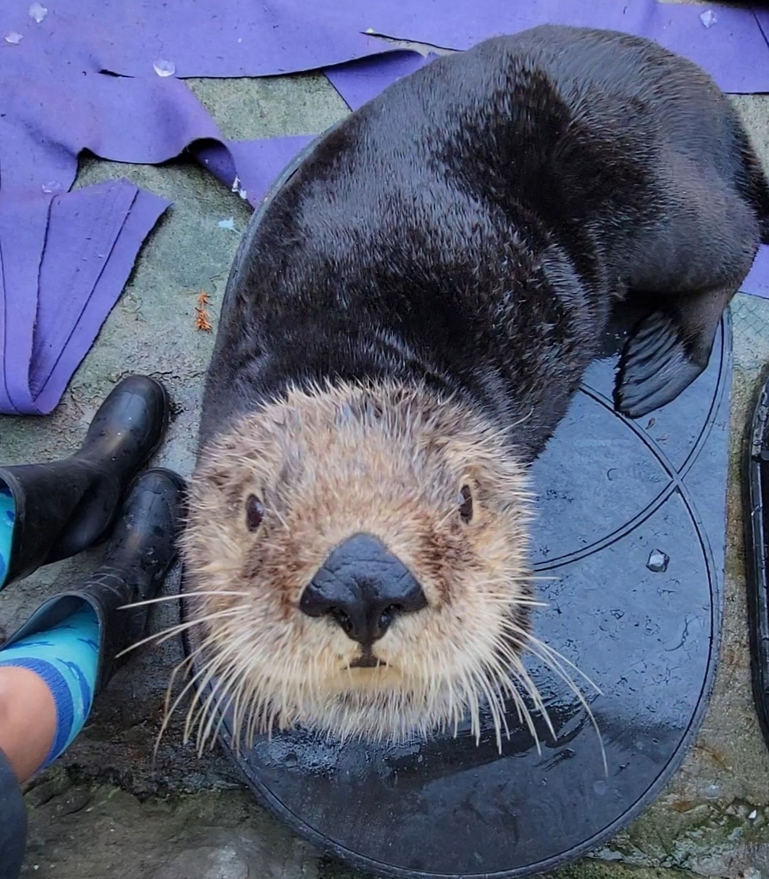 Checking In On Rialto One Of Washington S Most Popular Marine Mammals This Sea Otter Awareness Week The Seattle Times Checking In On Rialto One Of Washington S Most Popular Marine Mammals This Sea Otter Awareness Week The Seattle Times