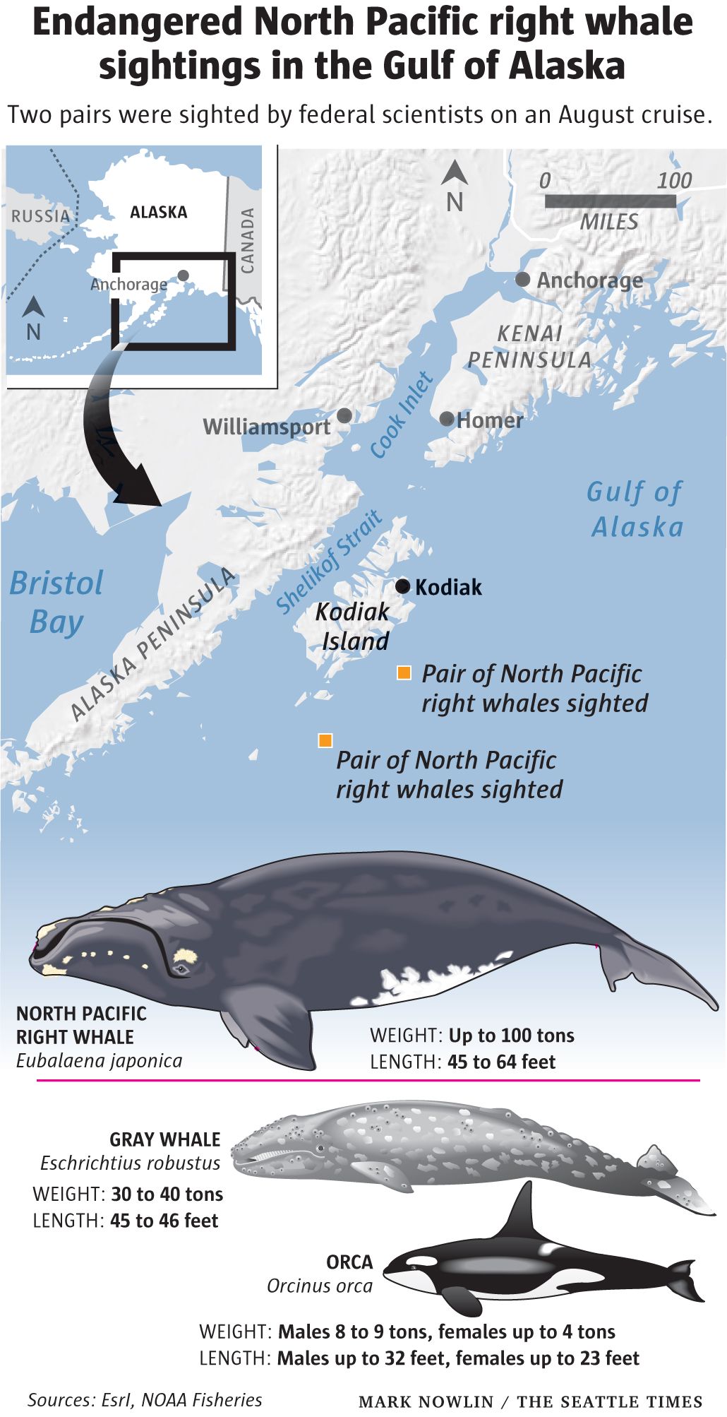 North Pacific Right Whale   North Pacific Right Whales Sighting W 