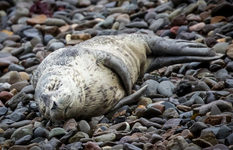 An injured harbor seal pup lays on the beach before being rescued by trained volunteers with Seal Sitters, part of NOAA’s marine mammal stranding network.
Lynn Shimamoto, a trained investigator with Seal Sitters, part of NOAA’s marine mammal stranding network, rescues an injured young harbor seal pup along the beach at Seacrest Park in West Seattle, Sunday September 12, 2021. “We were concerned because it’s very thin and seems to have some respiratory issues,†said Shimamoto.
Also, she added, “it keeps coming up on these really busy beaches,†and was recently chased by a dog into the water. The seal, safely put into a carrier for transport, was be taken to the SeaLife Response Rehab and Research (SR3) marine animal hospital in Des Moines.
Shimamoto says it is incredibly important for the public not to disturb marine wildlife. Wildlife hospitals will not accept drop-offs of marine animals from the public. If you observe an animal on a West Seattle beach in distress, call their hotline at 206-905-SEAL and visit their website at www.sealsitters.org for more information.
