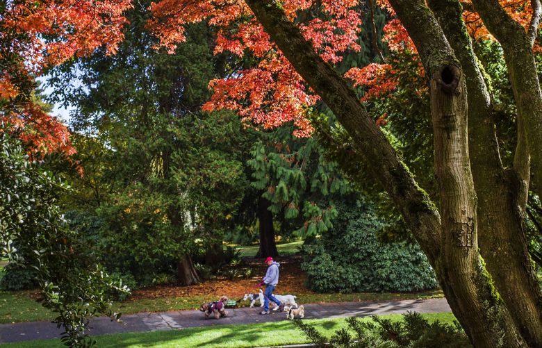 Tuesday, October 29, 2019. Fall colors in full swing in Seattle’s Volunteer Park. 211930