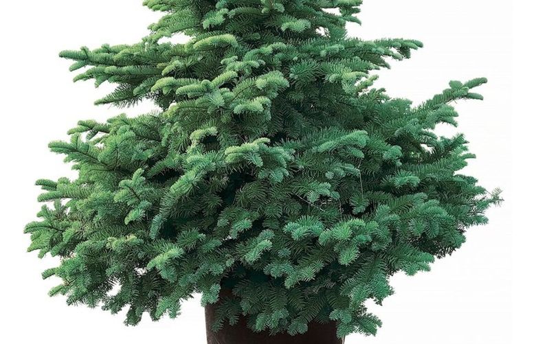 When using a noble fir as a living Christmas tree, choose a tree grown for landscape use, untrimmed.