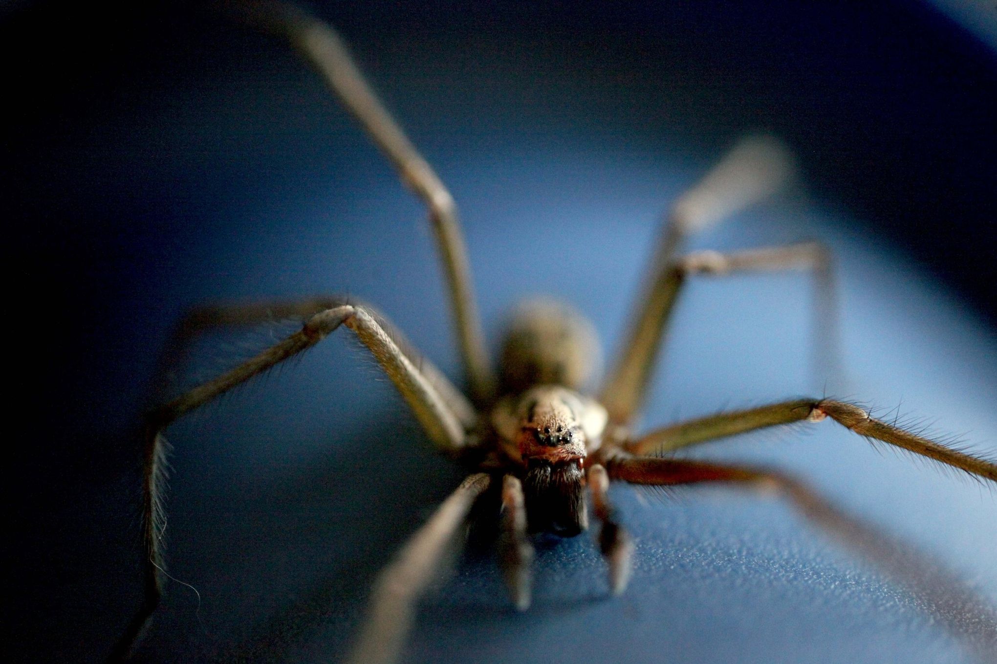 Mating season means giant spiders are on the move in Seattle - Axios Seattle