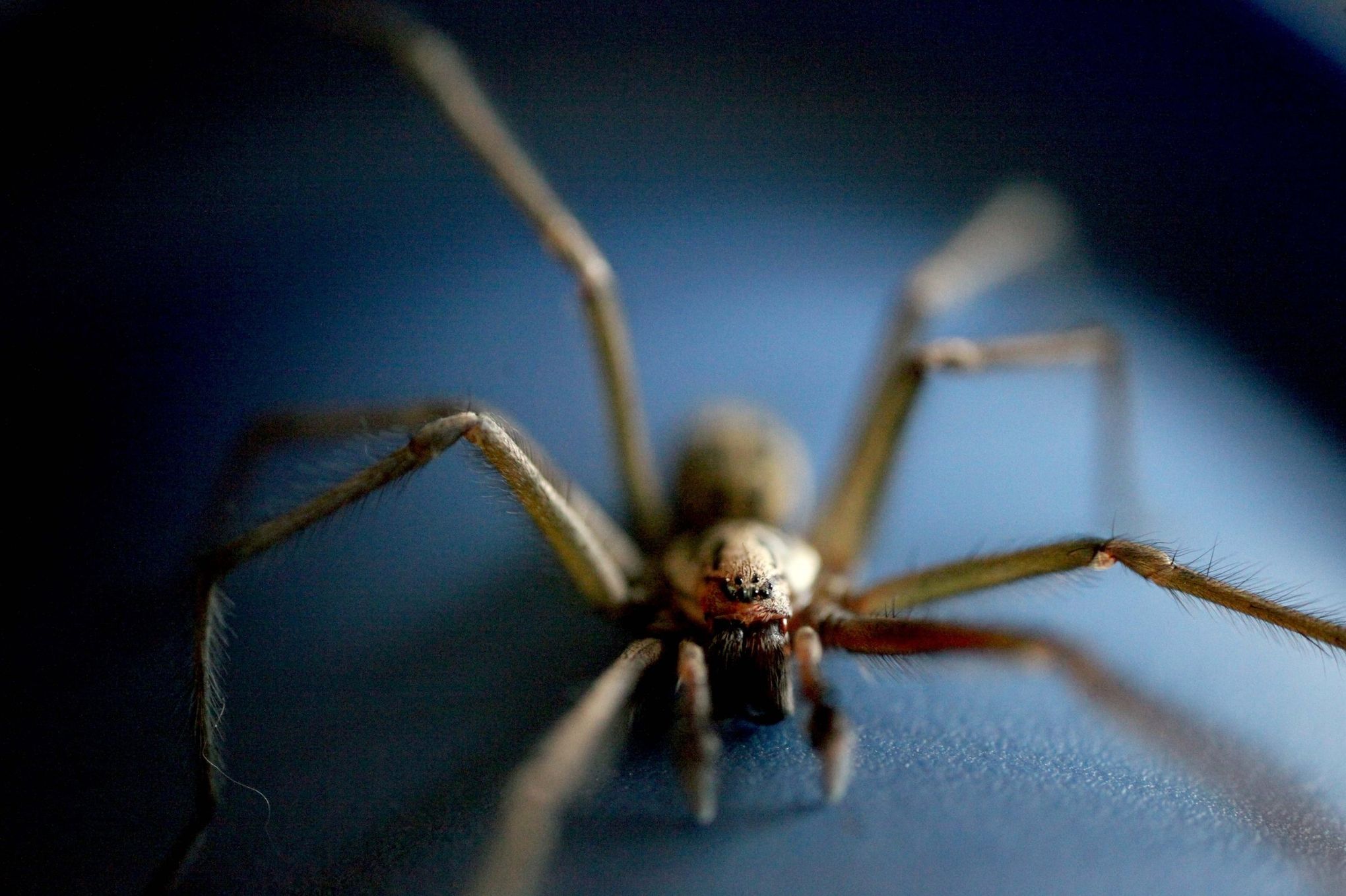 You're not dreaming. Huge spider webs really are popping up all over the  place - The San Diego Union-Tribune