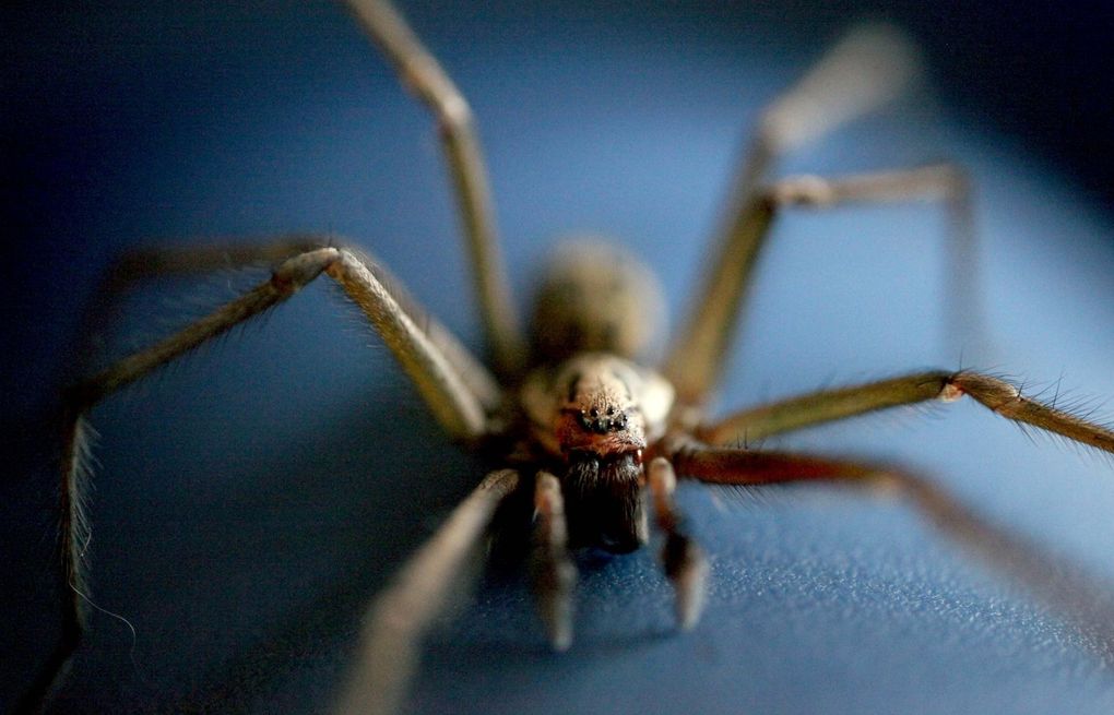 Spiders Are Found In 100% Of Homes & Could Eat Us All - Riot Fest