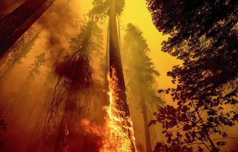FILE – In this Sunday, Sept. 19, 2021 file photo, Flames burn up a tree as part of the Windy Fire in the Trail of 100 Giants grove in Sequoia National Forest, Calif. Northern California wildfires may have killed hundreds of giant sequoias as they swept through groves of the majestic monarchs in the Sierra Nevada, an official said Wednesday. (AP Photo/Noah Berger, File, File) LA508