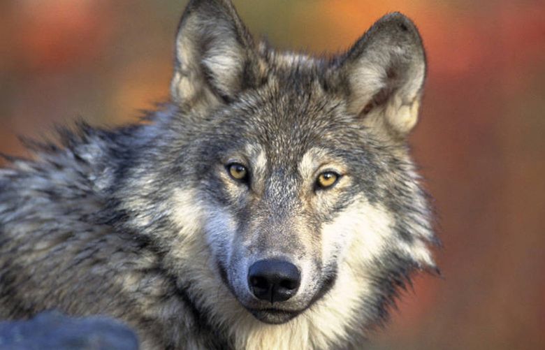 FILE – In this April 18, 2008 file photo, provided by the U.S. Fish and Wildlife shows a gray wolf. The House on Friday, Feb. 26, 2016, approved a bill to expand access to hunting and fishing areas on public lands, extend protections for the use of lead bullets in hunting and strip wolves of federal protections in four states. The bill also contains a provision to remove gray wolves in the Great Lakes region and Wyoming off the federal endangered list. (AP Photo/U.S. Fish and Wildlife Service, Gary Kramer, File)