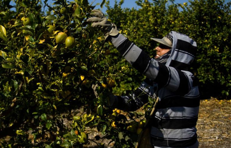A farmworker harvests lemons at an orchard on Feb. 10, 2021 in Ventura County, California. (Patrick T. Fallon/AFP via Getty Images/TNS)