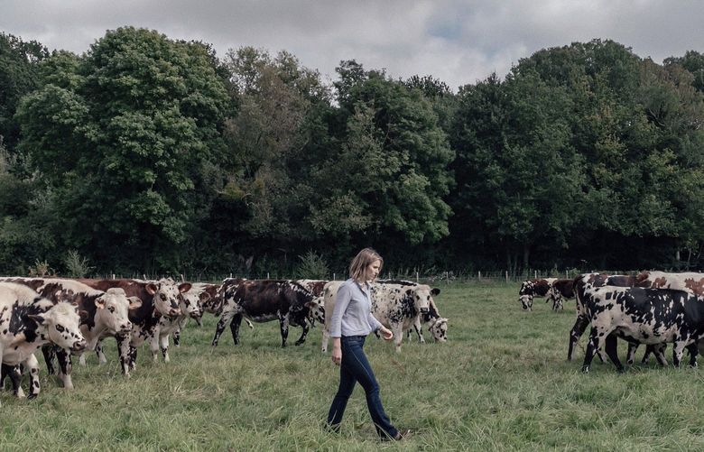 At Hectar, a farm near CoigniÃ(R)res, in the Yvelines region of France that serves as a training ground, a veterinarian, Julie Renoux, cares for the cows on Sept. 28, 2021. The unconventional school wants to attract a new crowd to French agriculture, and help farms earn a profit.