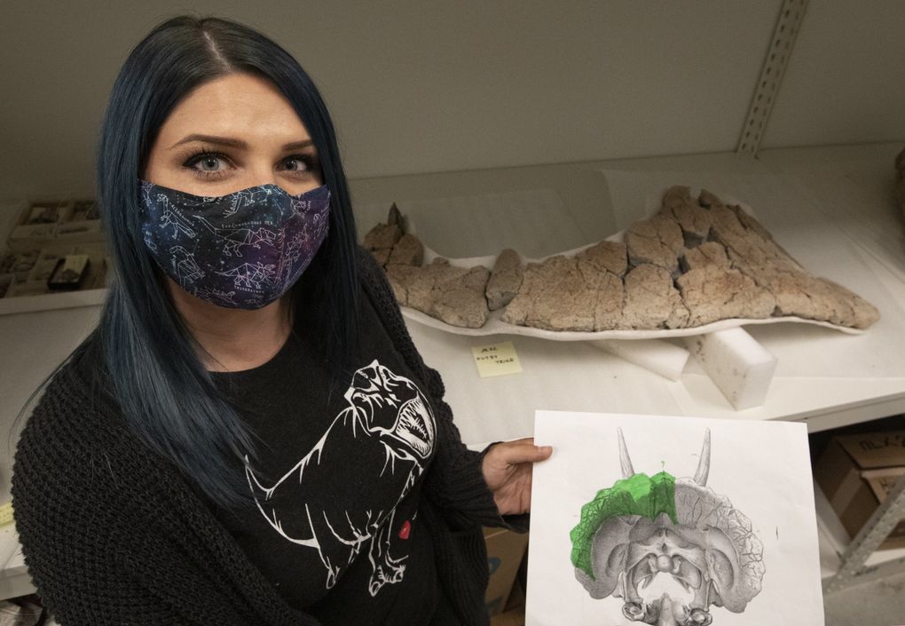 Kelsie Abrams holds a location graphic to the 66-million-year-old pieces of a triceratops skull’s frill, in the background. Abrams, the Burke Museum’s paleontology prep lab manager, has been working on the triceratops skull unearthed in Montana. “This was a big puzzle,” said Abrams, who made the “cradle” to hold the bits that were transported in baggies. (Ken Lambert / The Seattle Times)