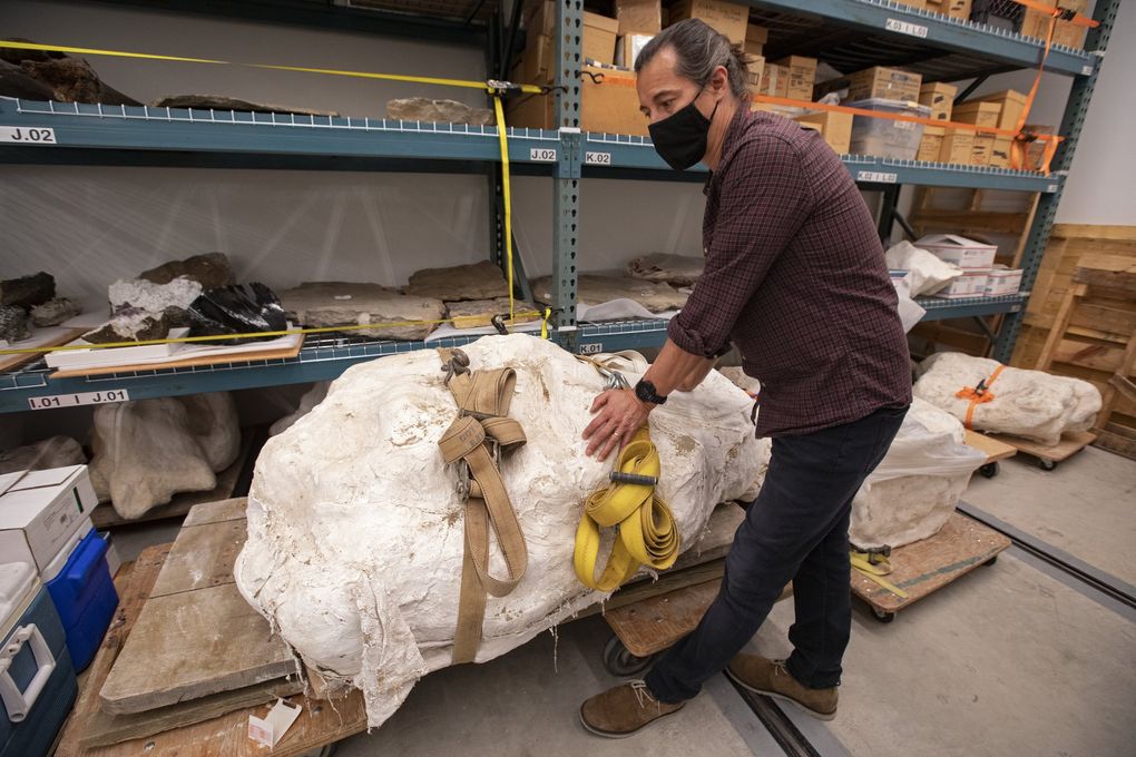 Greg Wilson Mantilla, Burke Museum curator of vertebrate paleontology and University of Washington biology professor, with the plaster field jacket of the hips and vertebrae of a duck-billed dinosaur, nicknamed “Duckbutt,” at the Burke Museum. (Ken Lambert / The Seattle Times)