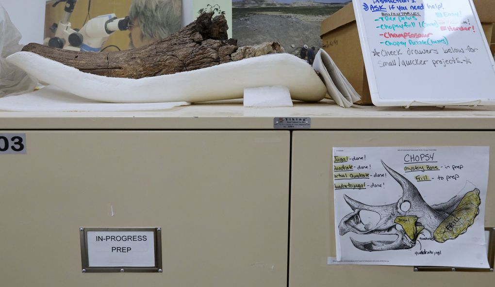 A 66-million-year-old triceratops brow horn fossil is seen, top, Oct. 12 at the Burke Museum. The horn is believed to have belonged to an older animal, since it is drooped. At right is a graphic showing a skull, with the horn being one located at the top. (Ken Lambert / The Seattle Times)