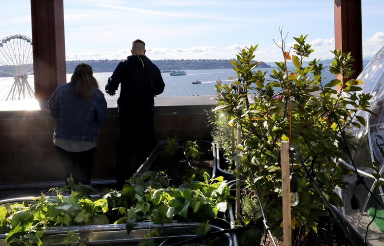 The Pike Market Secret Garden has expansive views of the waterfront and Elliott Bay.  It’s a rooftop garden on the LaSalle building that is accessed from within the market,
 open to the public daily.  Plantings are mainly in galvanized tanks.

Friday Oct., 8, 2021 218472